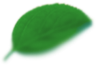 leaf3